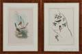 John Gould British 18041881 and Henry Constantine Richter British 18211902 Two Framed Lithographs of Birds Erythrodryas Rosea