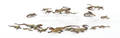 Twentyone Austrian cold painted bronze lizards