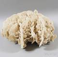 Large Lobe Coral