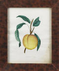 Pair of American watercolor fruit drawings late 19th c