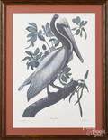 Limited edition Audubon restrike of the Brown Pelican