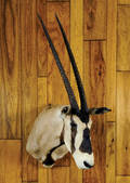 Gemsbok mount