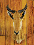 Hartebeest mount