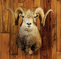 Large Boone  Crockett record class stone sheep mount taken in British Columbia