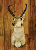 Wyoming antelope mount