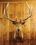 Boone  Crockett record book elk mount with massive royal points taken in Wyoming