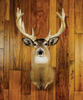 Exceptionally heavy horned Pennsylvania whitetail mount