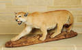 Life size cougar mount