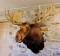 Boone and Crockett class YukonAlaska moose mount