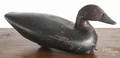 Carved and painted canvasback duck decoy