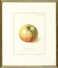 Five color lithographs of fruit