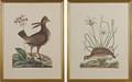 Two color bird engravings
