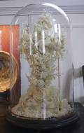 Victorian wax and paper floral arrangement under a glass dome