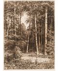 IVAN IVANOVICH SHISHKIN 18321898 The Forest