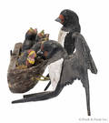 Carved and painted figure of barn swallows feeding their young in a nest