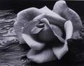 Ansel Adams Rose  Driftwood Lithographic Photo