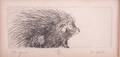 Ann DerGara Etching of Porcupine 2350
