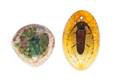 A Collection of Art Nouveau Pate de Verre Insect Plaques Almeric Walter