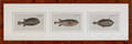 Three hand colored engravings of foreign fish by Herr Marcus Bloch