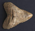 Fossil shark tooth