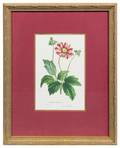 Two Botanical Prints
