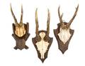 A Group of Three German Black Forest Roe Deer Antlers