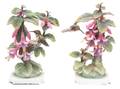 A Pair of Royal Worcester Porcelain Ruby Throated Hummingbirds