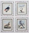 A Collection of Twelve HandColored Ornithological Prints