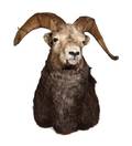 A Big Horn Sheep Shoulder Mount
