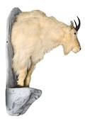 A Half Body Mountain Goat Mount