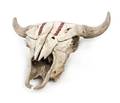 A Buffalo Skull