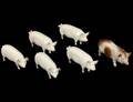 SIX ENGLISH PORCELAIN MODELS OF PIGS