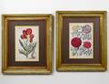 TWO HANDCOLORED BOTANICAL ENGRAVINGS
