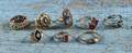 Eight 14K gold rings with various stones