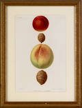 Five early hand colored lithographs of fruit