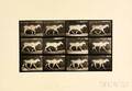 Eadweard Muybridge British 18301904 Plate 696 Trotting Eland from Animal Locomotion