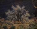 Christopher Burkett American b 1951 Cottonwood and Sunlight Canyonlands Utah
