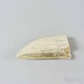 Scrimshawdecorated Whales Tooth