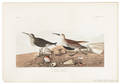 John James Audubon American 17851851