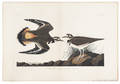 John James Audubon American 17851851