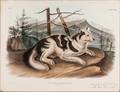Audubon John James 17851851 Two Quadruped Prints HareIndian Dog and Esquimaux Dog Plates CXXXII and CXIII