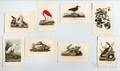 Audubon John James 17851851 Prints from The Birds of North America Octavo Edition Approximately 404 Color Lithographs