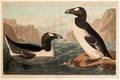 Audubon John James 17851851 Great Auk Plate CCCXLI