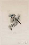 Audubon John James 17851851 Crested Titmouse Plate XXXIX