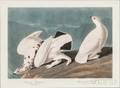Audubon John James 17851851 American Ptarmigan and Whitetailed Grouse Plate CCCCXVIII