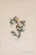 Audubon John James 17851851 American Goldfinch Plate XXXIII