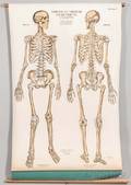 American Frohse Anatomical Charts Nine Pulldown Charts