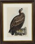 Selby Prideaux John 17881867 Four Ornithological Prints Cinereous Eagle Young Golden Eagle Female Goshawk Adult and Young