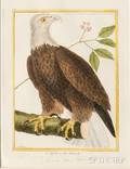 Martinet Francois Nicolas 17251804 Ornithological Illustrations Three Framed Handcolored Engravings of Eagles
