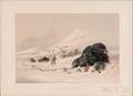 Catlin George 17961872 Dying Buffalo Bull in Snow Drift